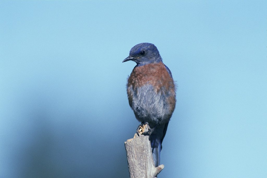 signification-d-un-oiseau-qui-entre-dans-la-maison-home-alqu